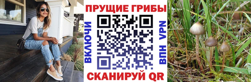 Галлюциногенные грибы Cubensis  Дальнереченск 